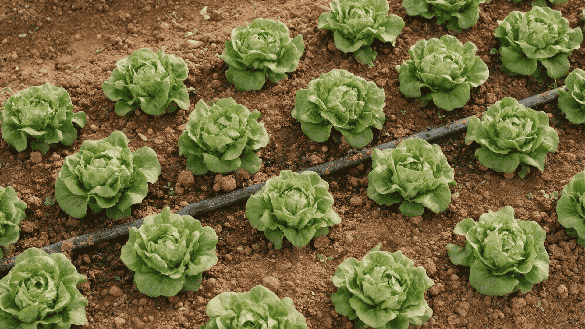 overhead view of rows of compact lettuce heads growing in soil with drip irrigation line