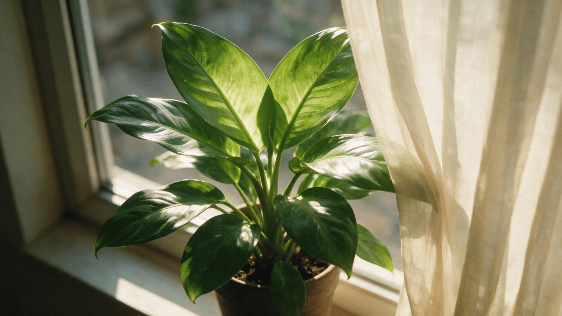 healthy dieffenbachia growing beside a bright window with filtered sunlight coming through a sheer curtain