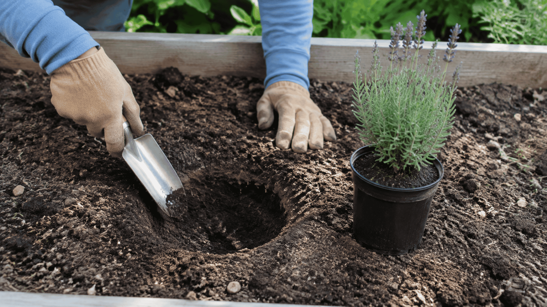 gardener digging a hole with a trowel next to a potted lavender plant in soil