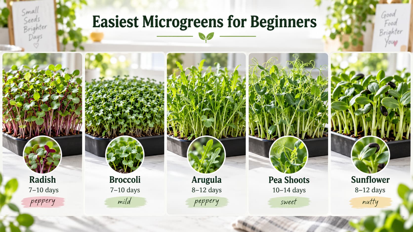 A five-panel visual guide displaying five beginner-friendly microgreens with their growing times and flavors.
