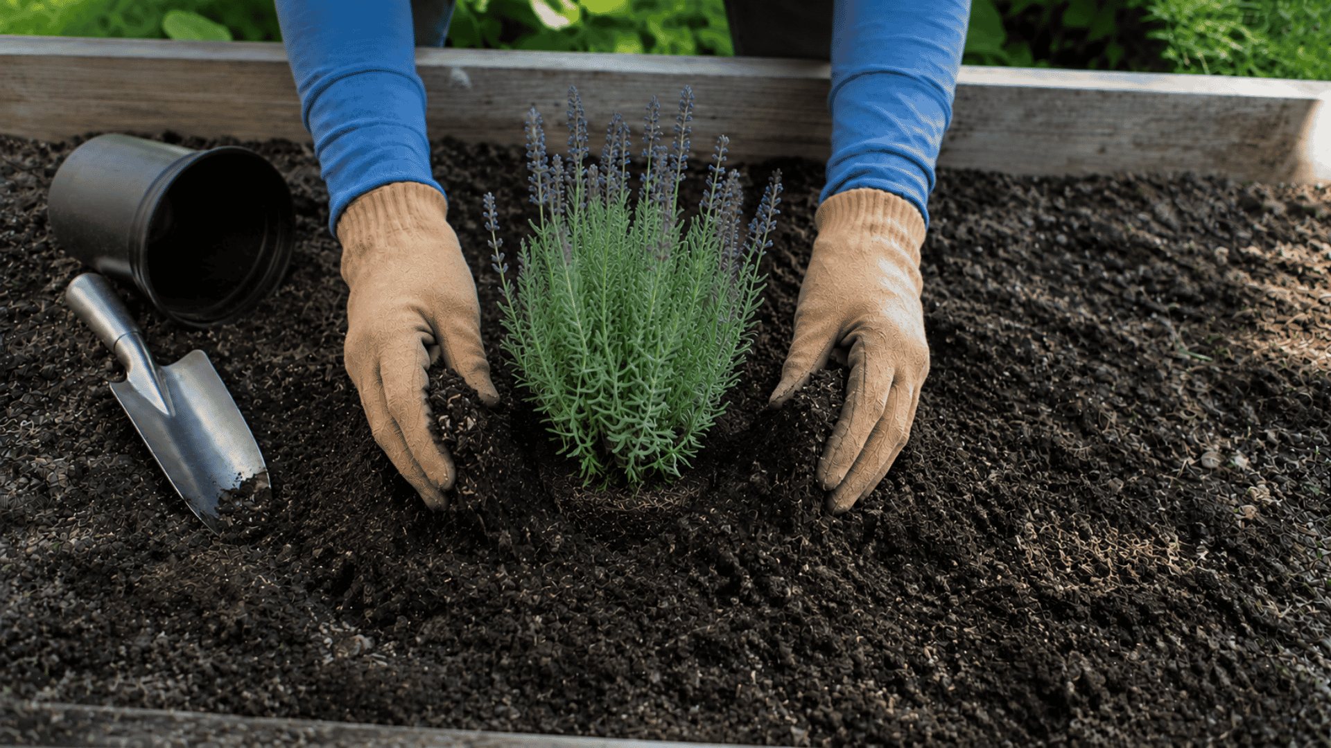 gardener filling soil around a newly planted lavender in a raised bed