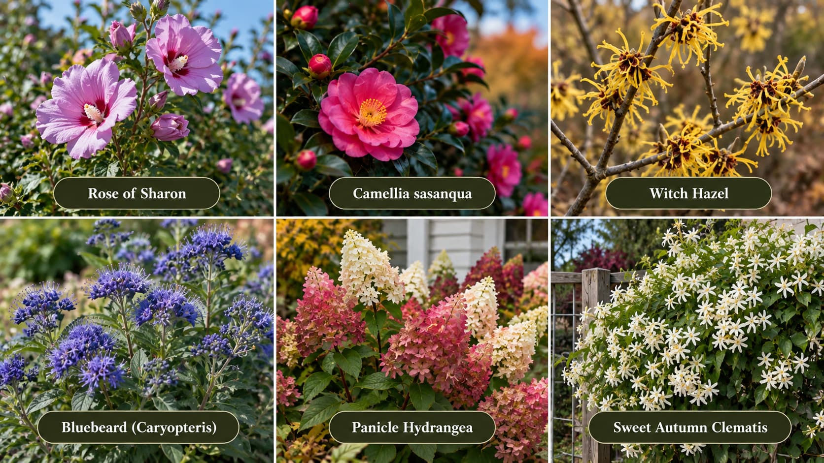 A collage of fall-blooming shrubs and vines, including Rose of Sharon, Camellia, Witch Hazel, Bluebeard, Panicle Hydrangea, and Sweet Autumn Clematis.