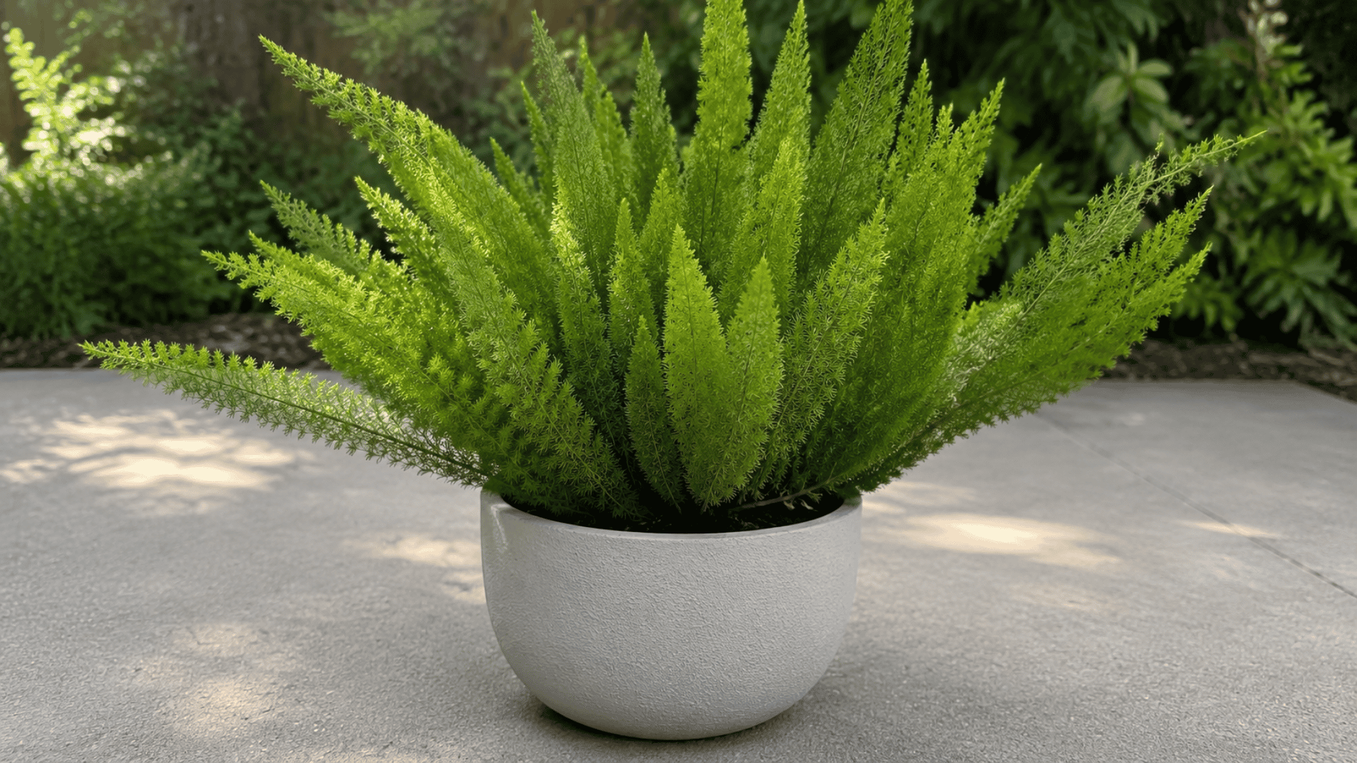 foxtail fern with feathery green stems growing in a white pot on a stone patio