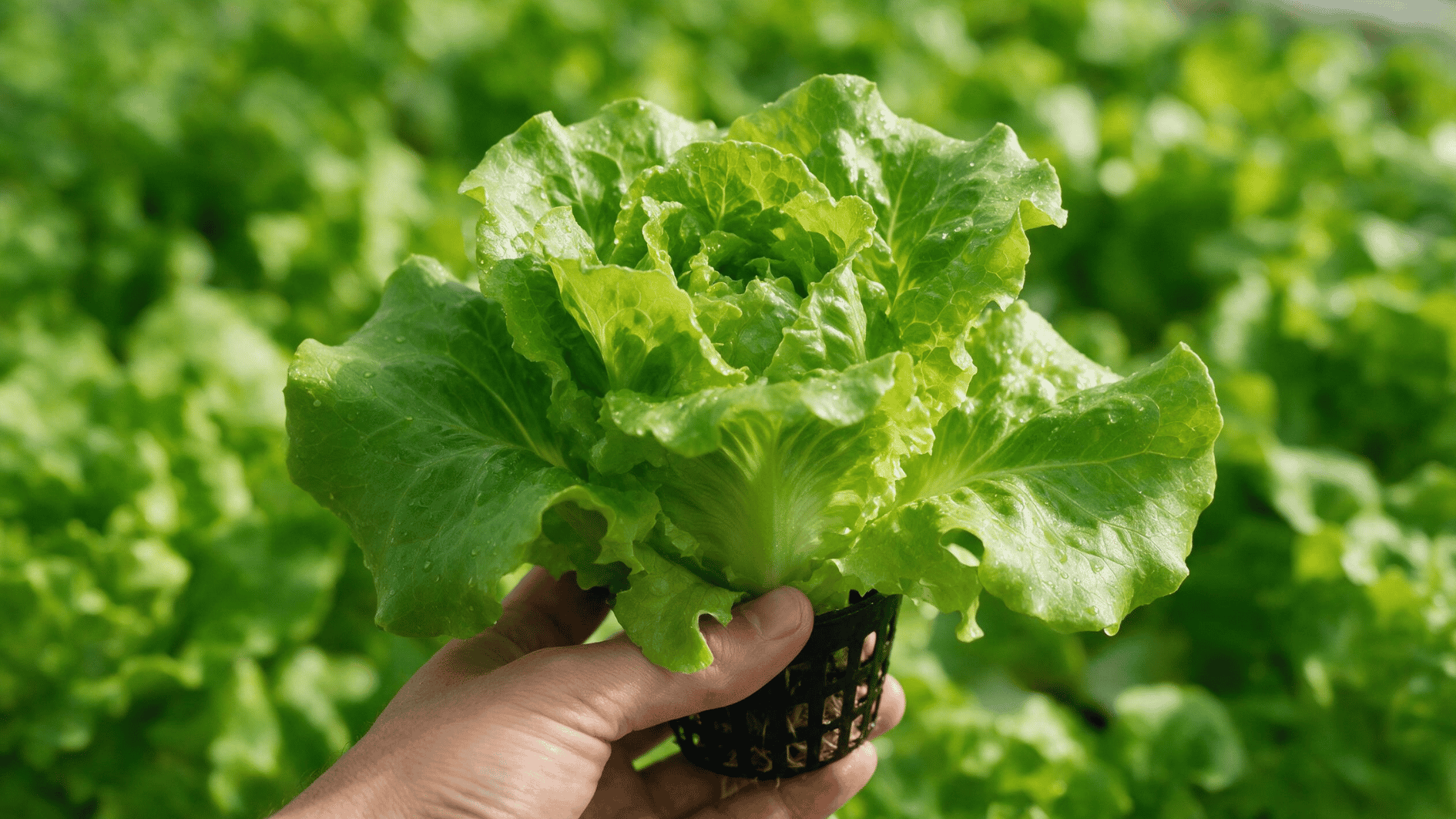 hand holding freshly harvested green lettuce with crisp leaves in a sunny garden filled with leafy plants