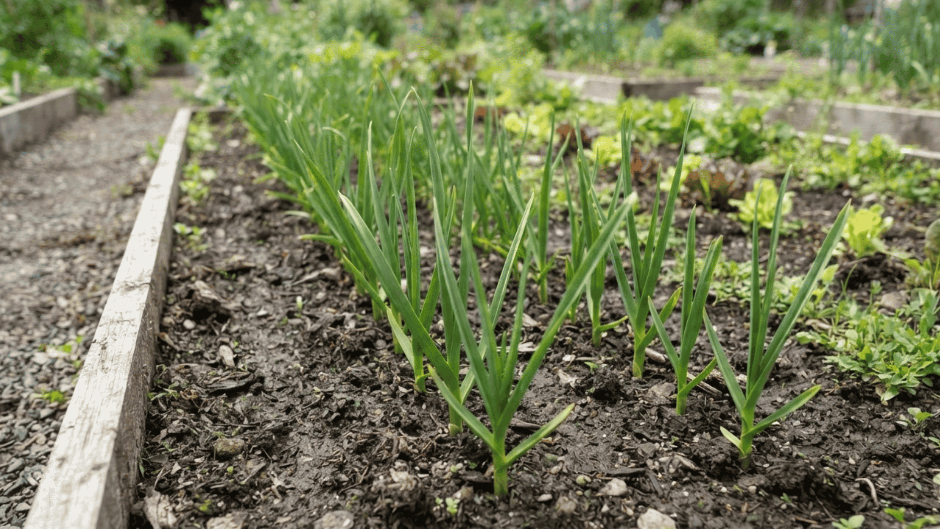 garlic plants with narrow leaves growing in a garden row