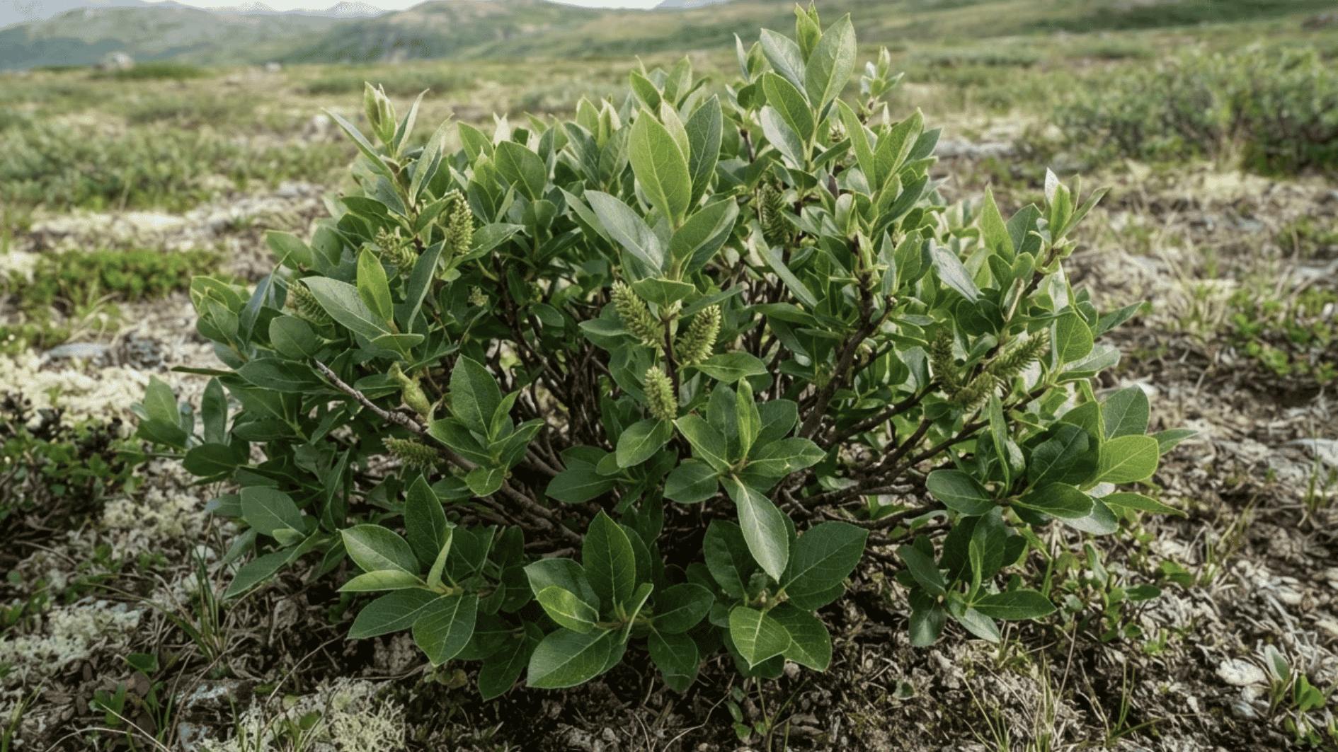 halberd willow shrub with broad leaves and small compact catkins in an arctic setting