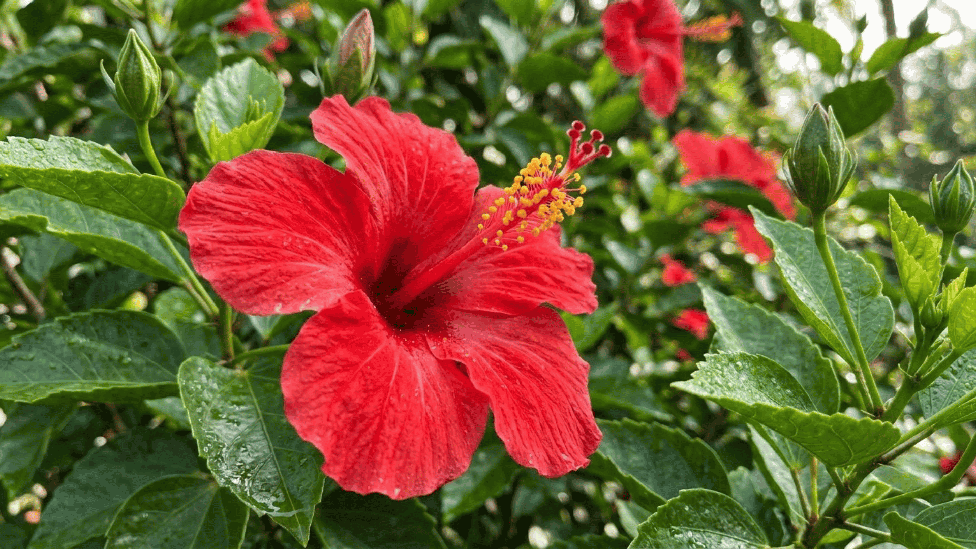 close-up of a red hibiscus flower with glossy green leaves and unopened buds in a sunny garden