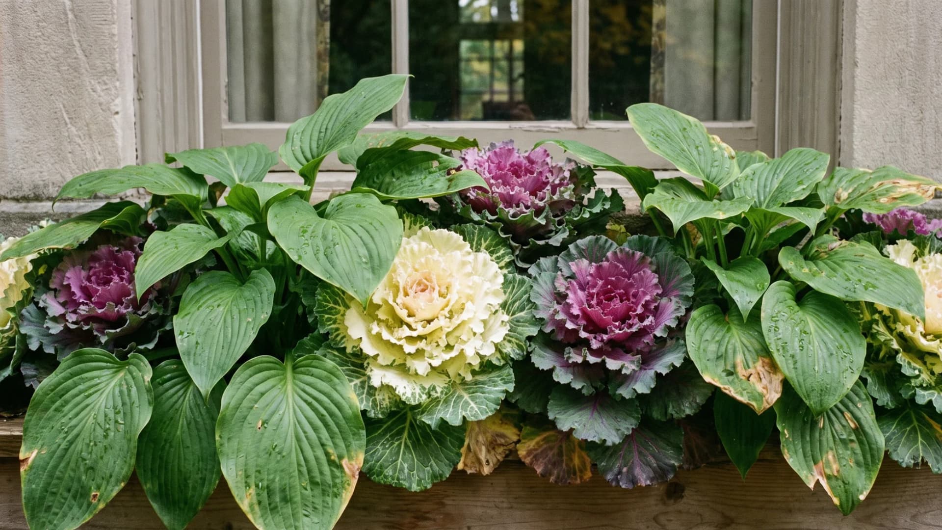 Green hosta leaves paired with purple and cream ornamental kale in a shaded window box