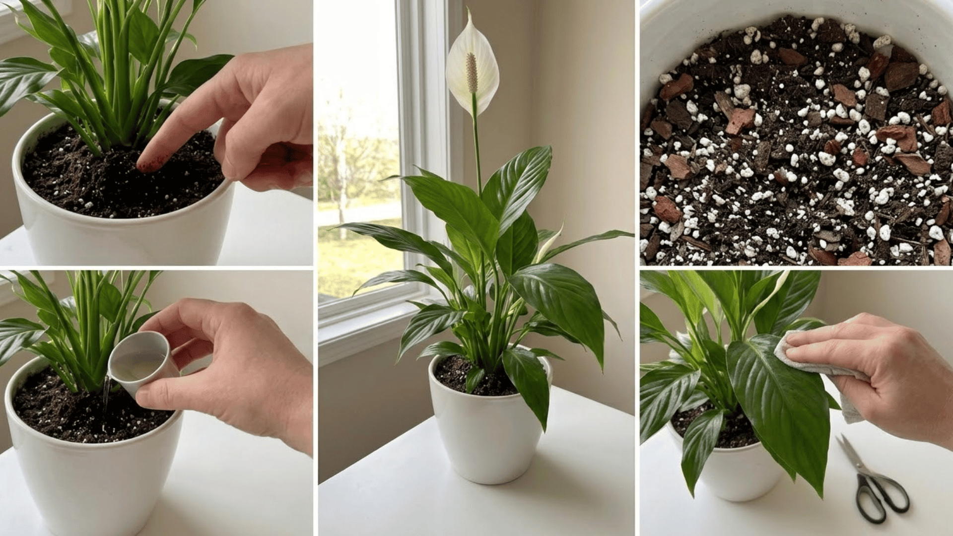 five-panel collage showing watering, light, soil, feeding, and everyday peace lily care tasks