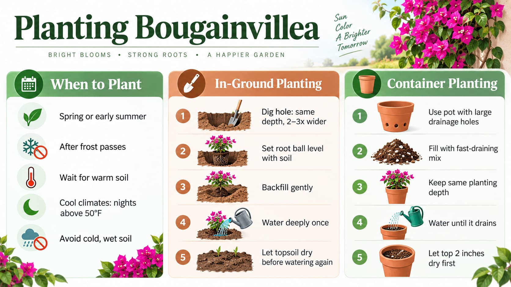 Infographic showing guidelines and step-by-step instructions for planting bougainvillea in the ground and in containers.