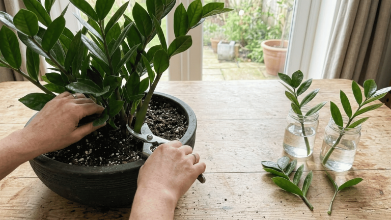 how-to-propagate-zz-plant