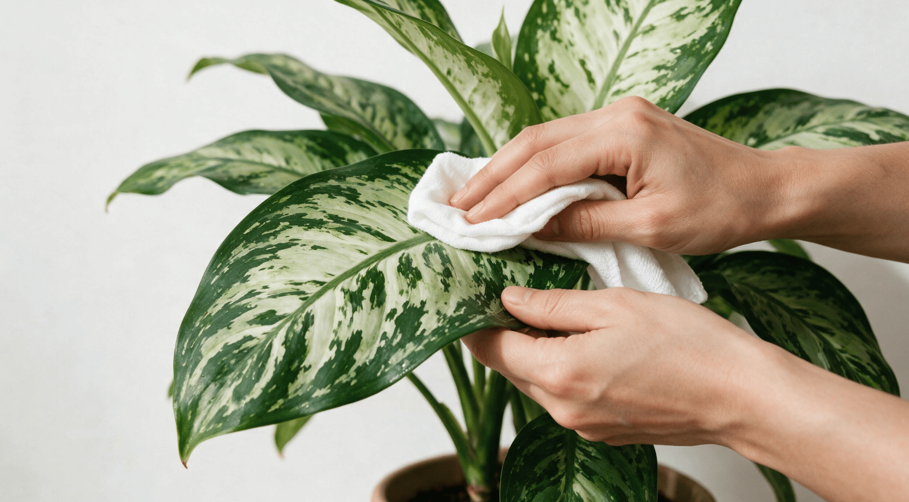 hands gently wiping a large variegated dieffenbachia leaf with a soft white cloth to remove dust and dirt