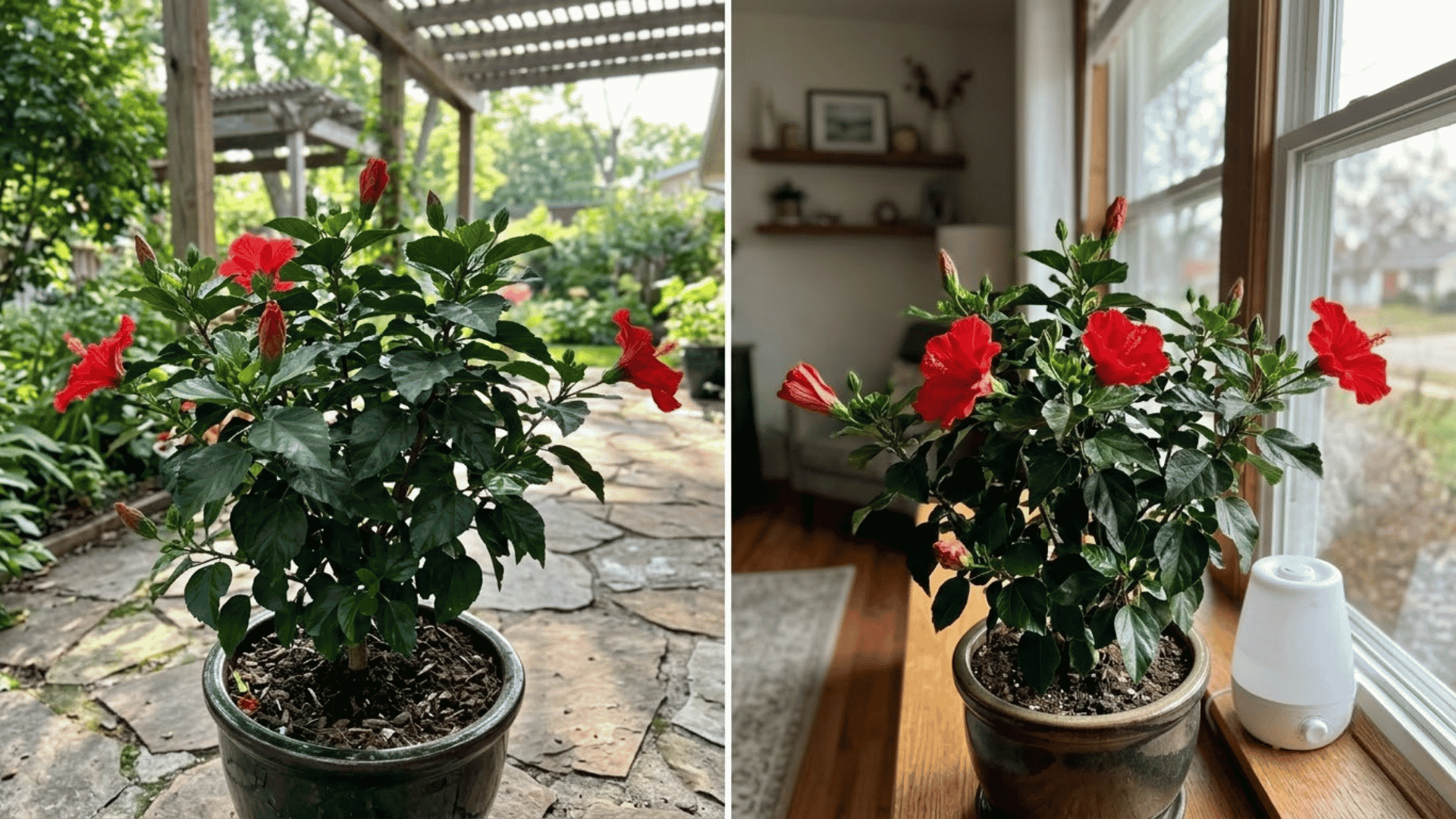 outdoor hibiscus on a sunny patio and indoor hibiscus beside a bright window in a two-panel collage