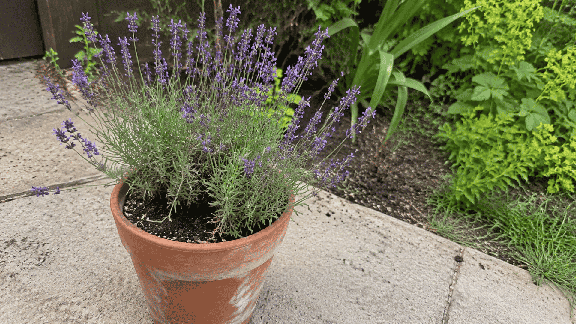 potted lavender plant with purple blooms in a terracotta pot on a stone patio