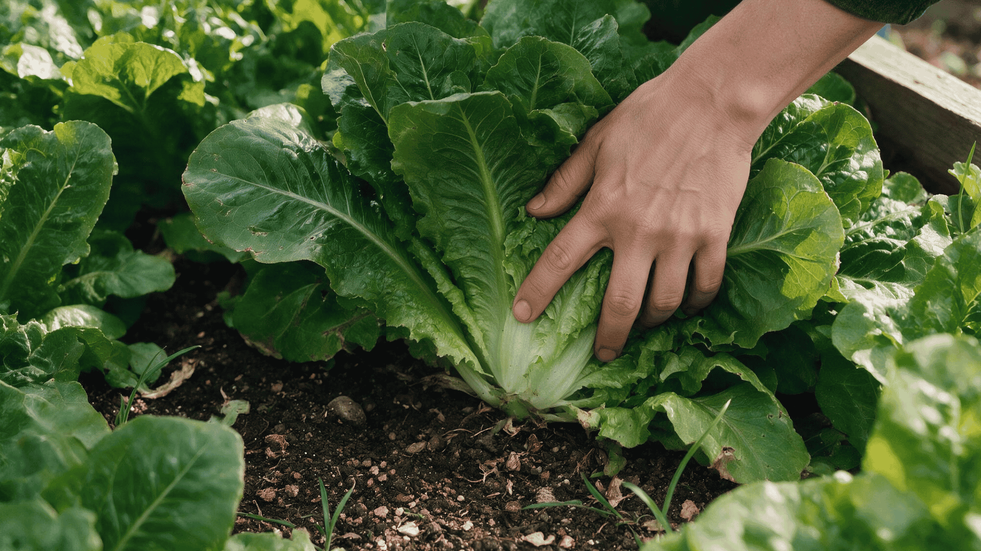 hand gently holding lettuce leaves to locate the base of the plant before harvesting