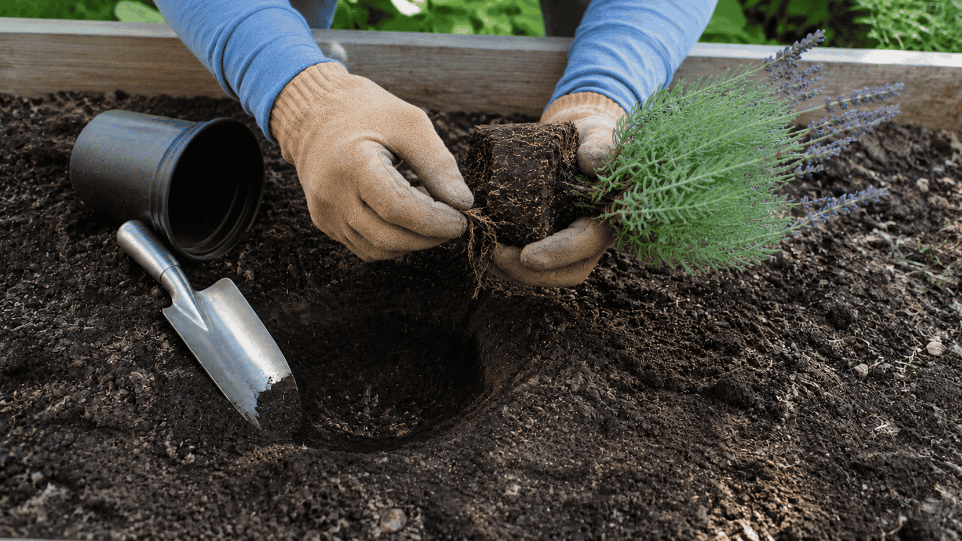gardener loosening tightly circling roots on a lavender before planting