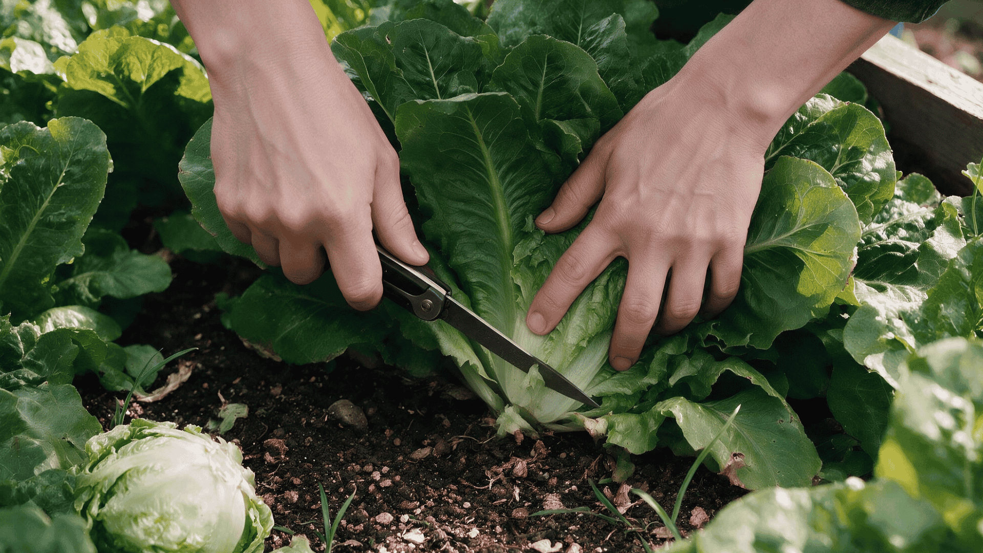 two hands using small garden snips to make a clean cut at the base of a lettuce plant