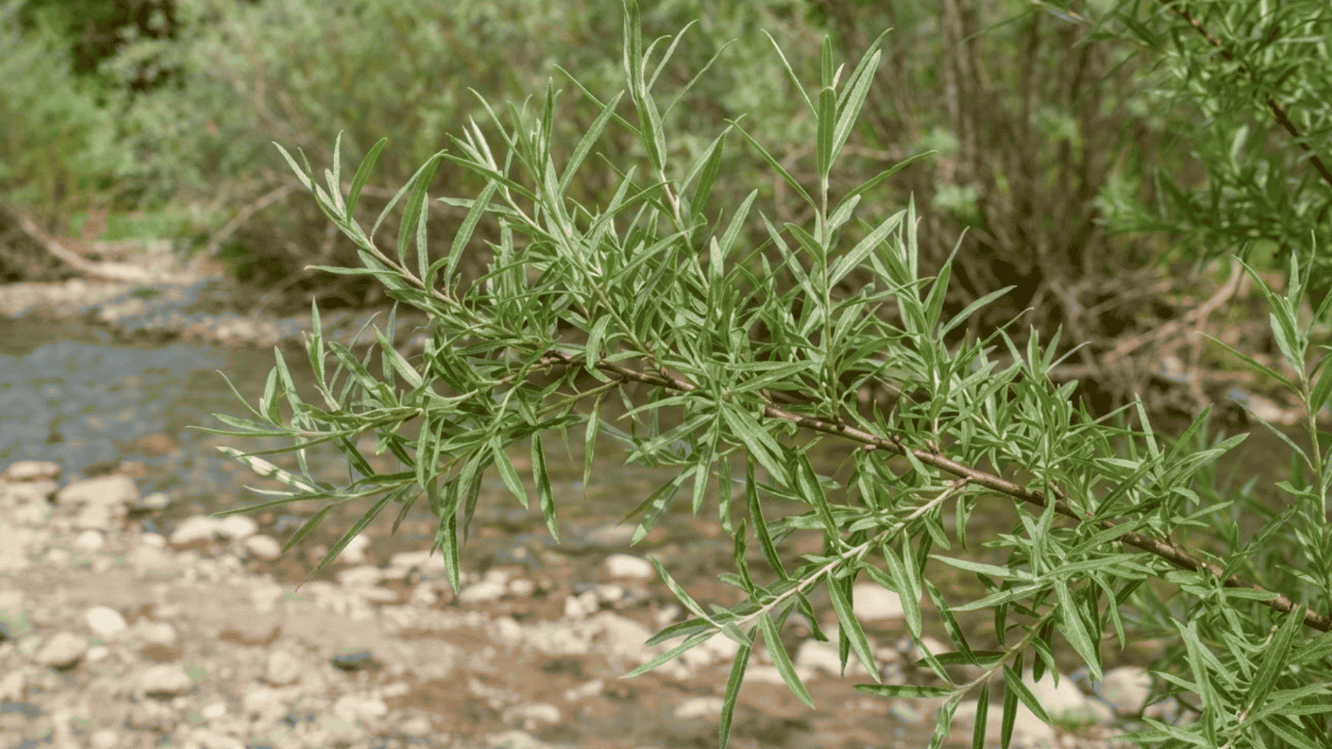 narrowleaf willow branch with long slender gray green leaves growing beside a shallow rocky stream