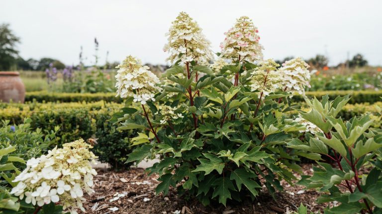 An oakleaf hydrangea shrub featuring large cone-shaped white flower clusters and broad oak-like leaves.