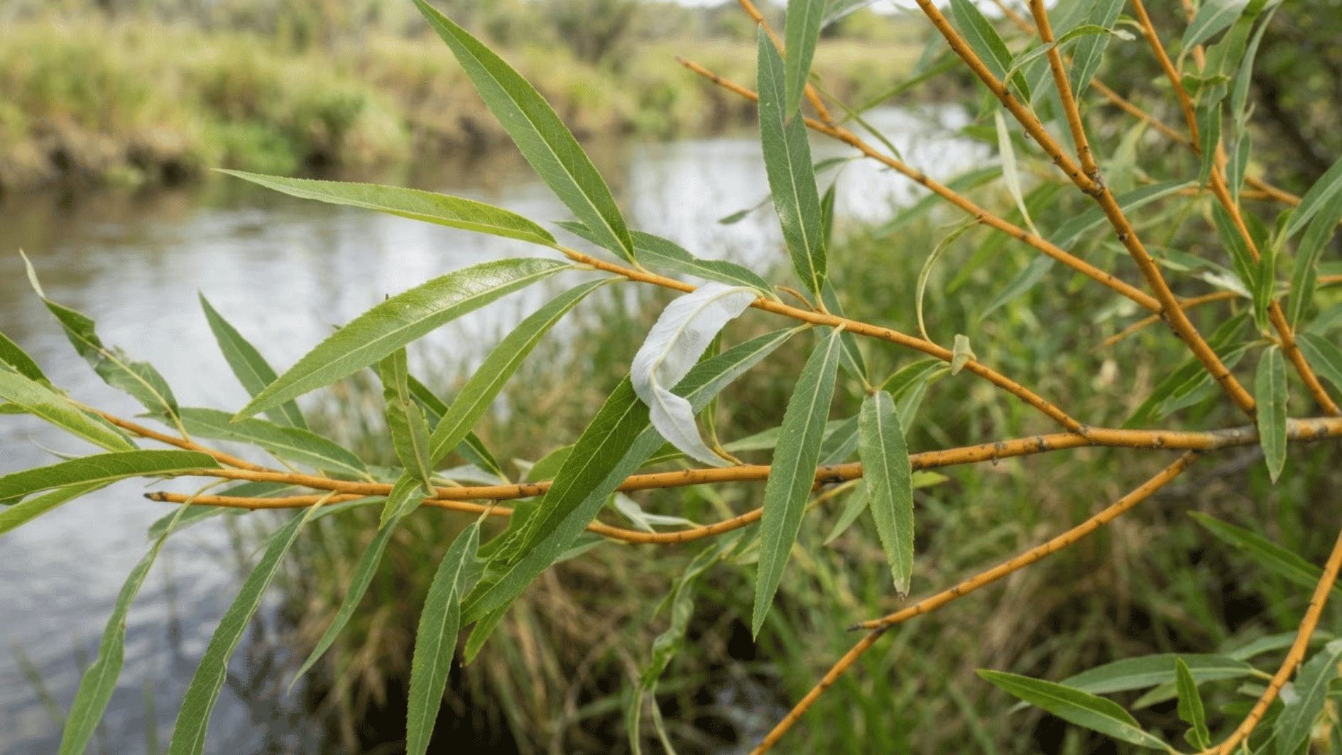 peachleaf willow branch with narrow pointed leaves and orange-brown twigs by a river