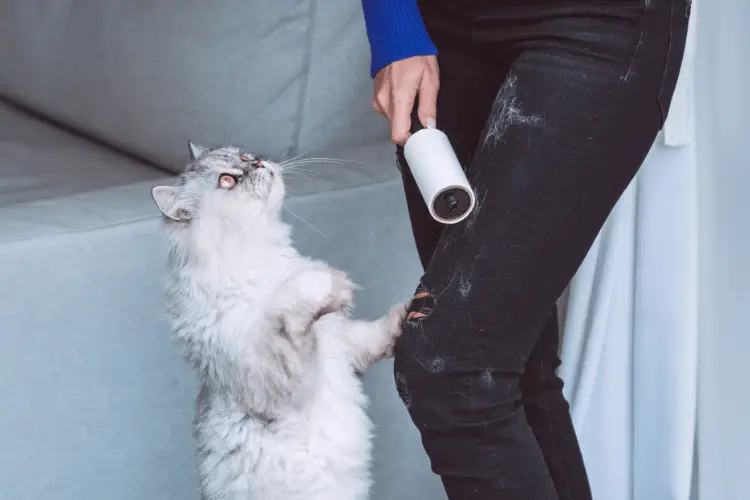 Person using lint roller on black pants with fluffy cat nearby indoors