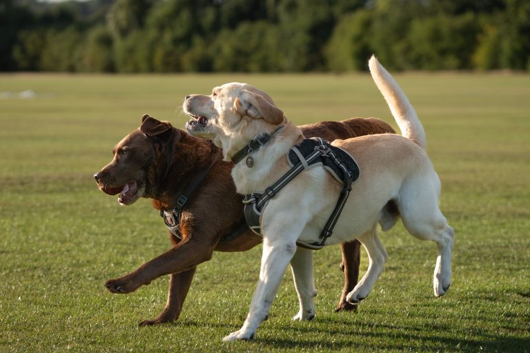 Dog Breeds