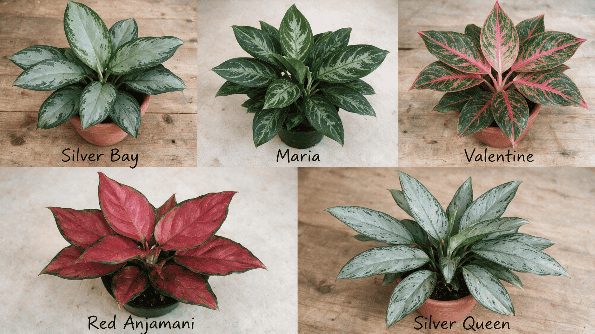 five popular aglaonema varieties shown side by side,  Silver Bay, Maria, Valentine, Red Anjamani, and Silver Queen