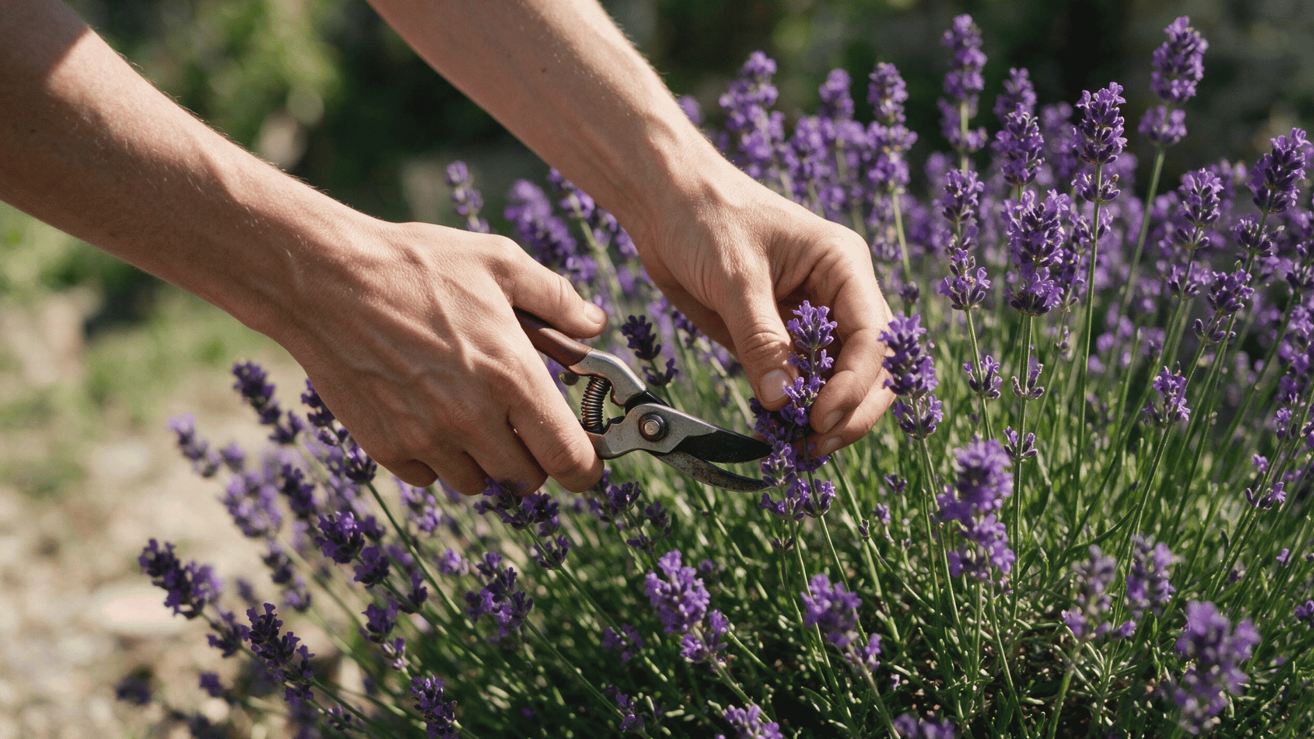 hands cpruning lavender stems with garden scissors while gathering purple flowers from a mature plant