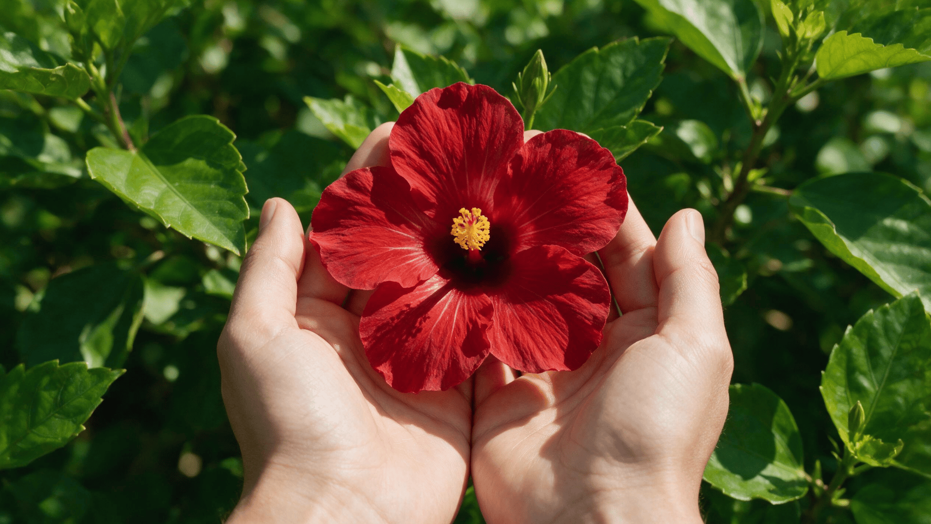 red-hibiscus-flower-in-hand
