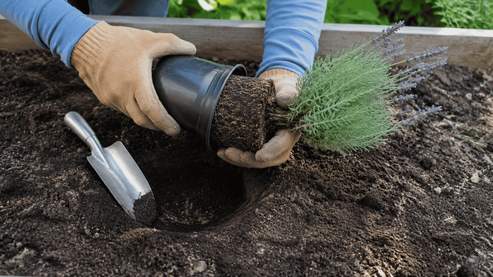 gardener removing a lavender plant from its nursery pot before planting