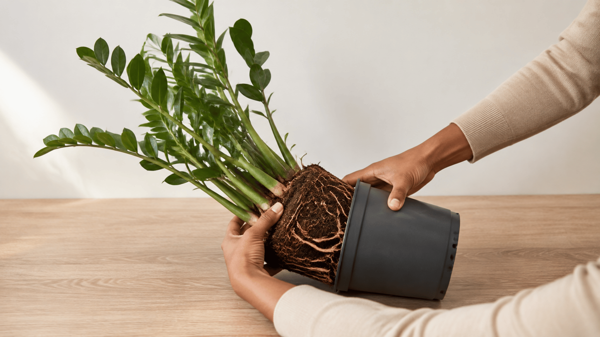 hands carefully sliding a mature zz plant root ball from its charcoal nursery pot
