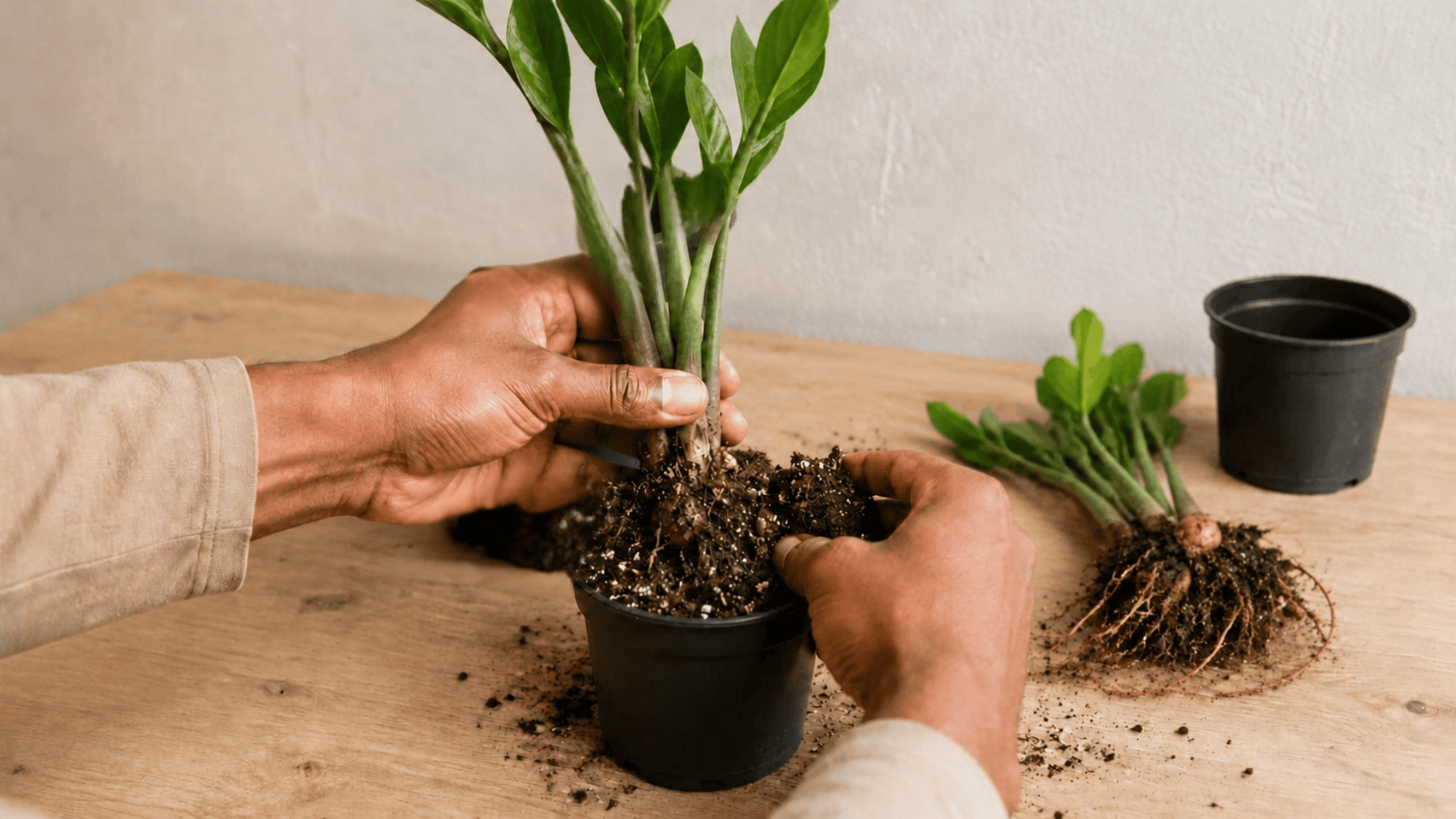 hands repotting one zz plant division while the second division lies on the wooden table beside it