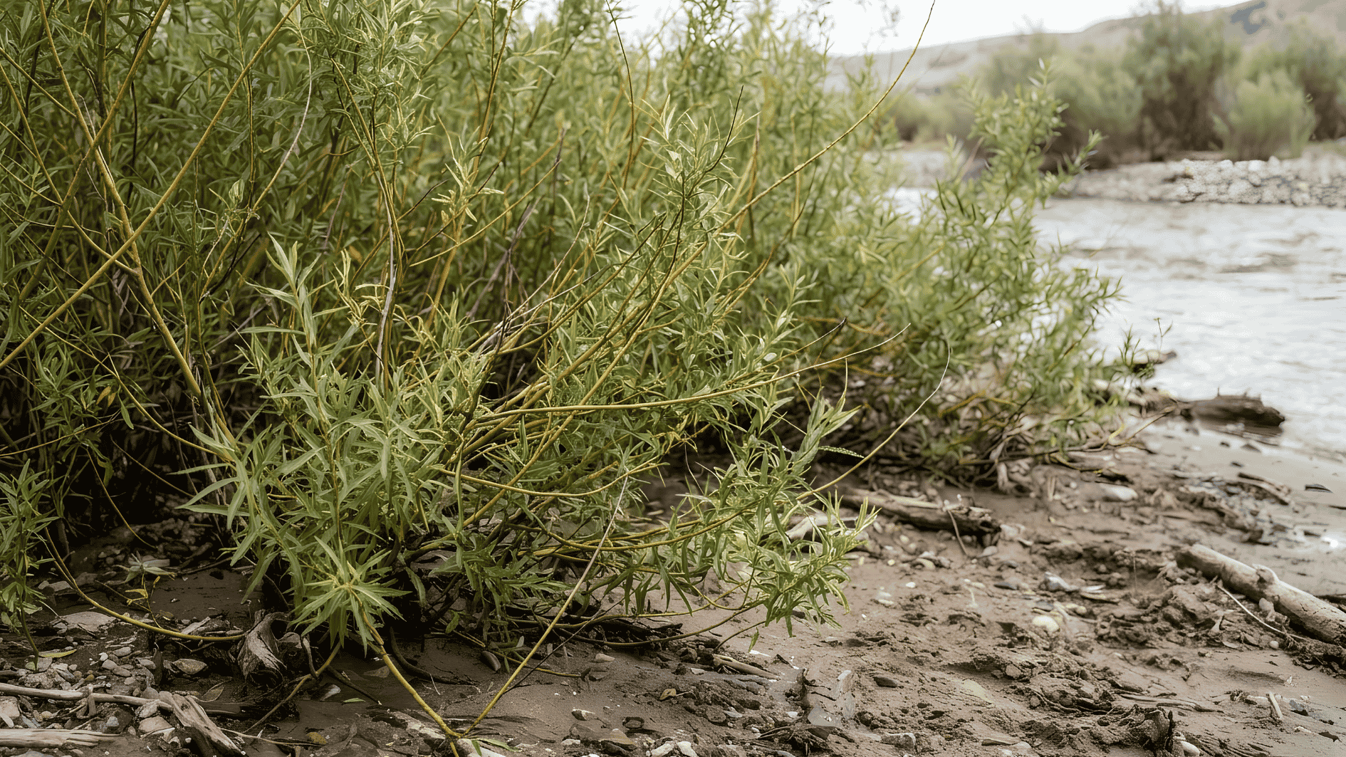 dense colony of sandbar willow shrubs growing along a sandy river shoreline area