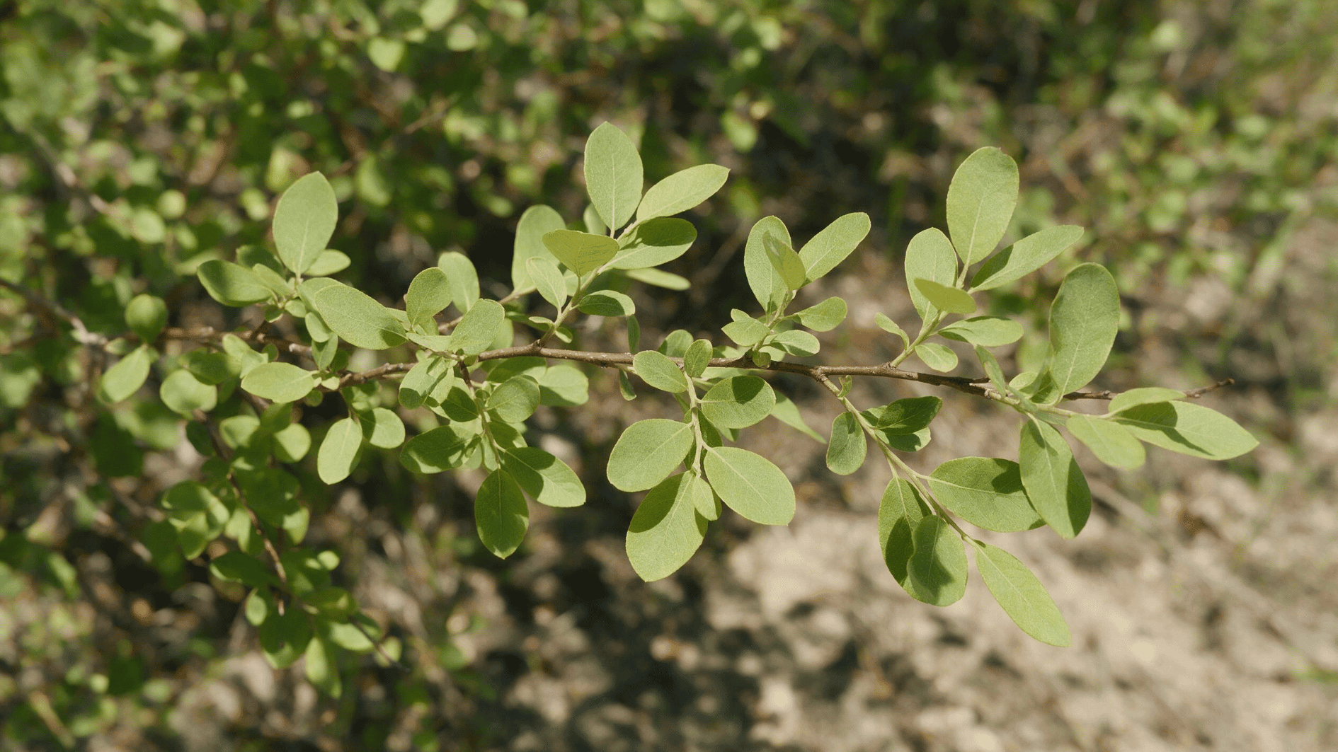 scouler willow branch with soft oval green leaves growing in bright natural sunlight outdoors