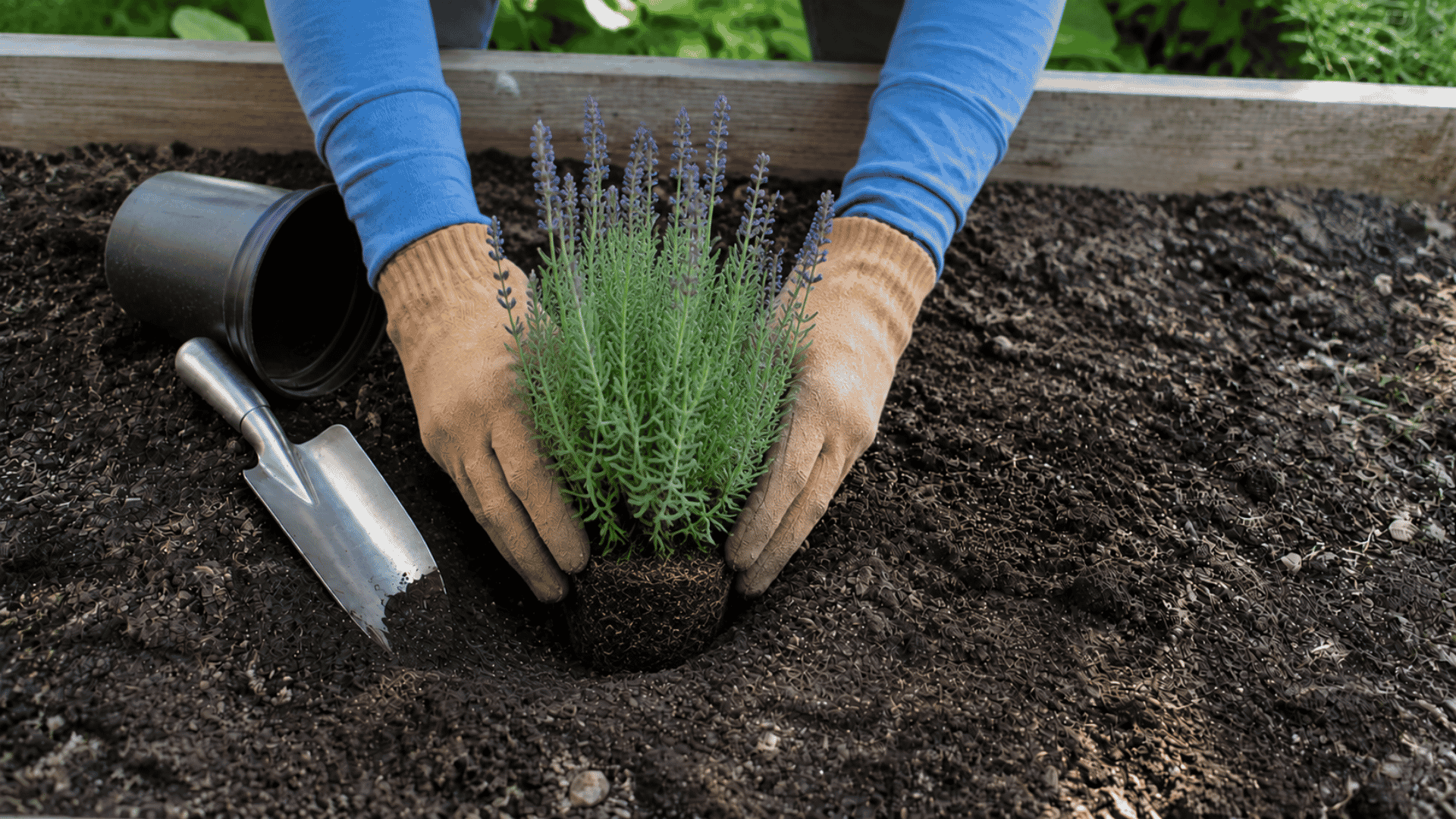 gardener setting a lavender plant into the ground at the right depth