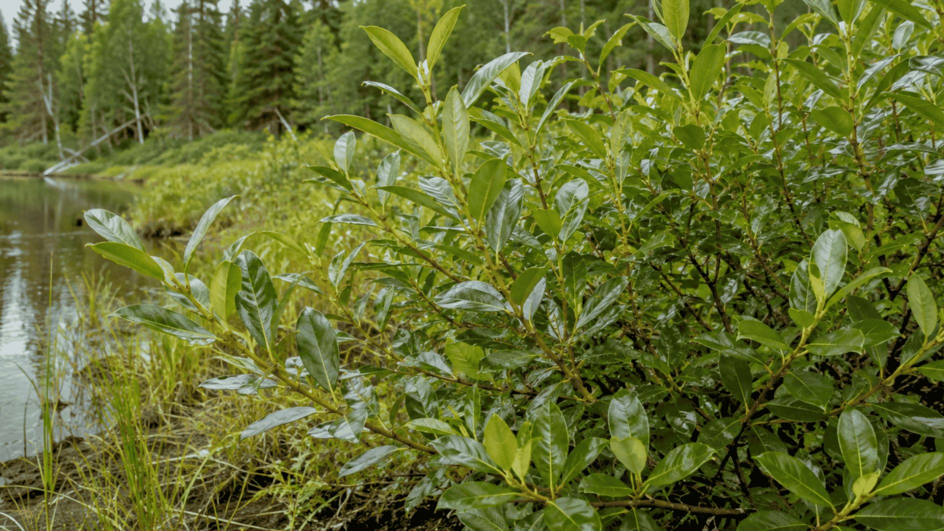 shining willow shrub with glossy green leaves growing along the edge of a calm forest pond