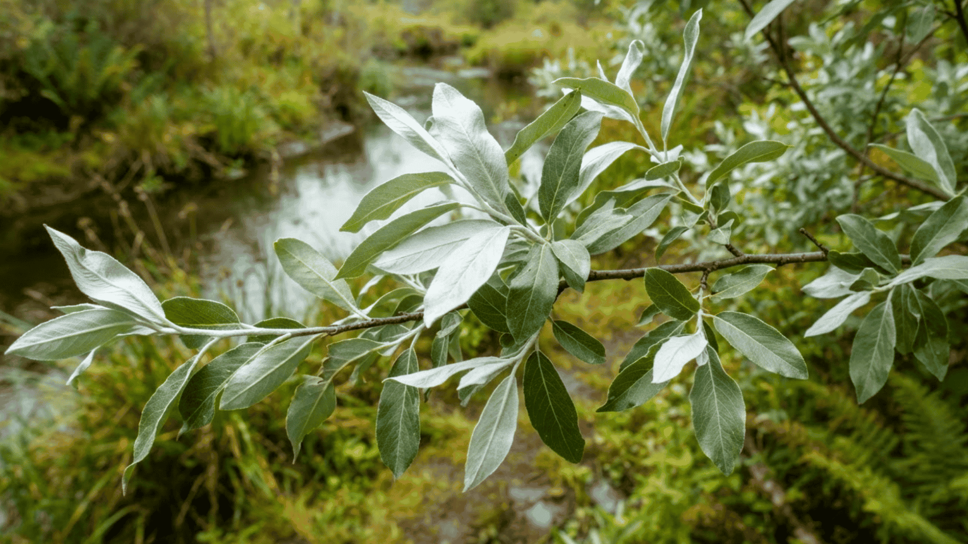 sitka willow branch with soft silvery green leaves growing beside a shaded woodland stream