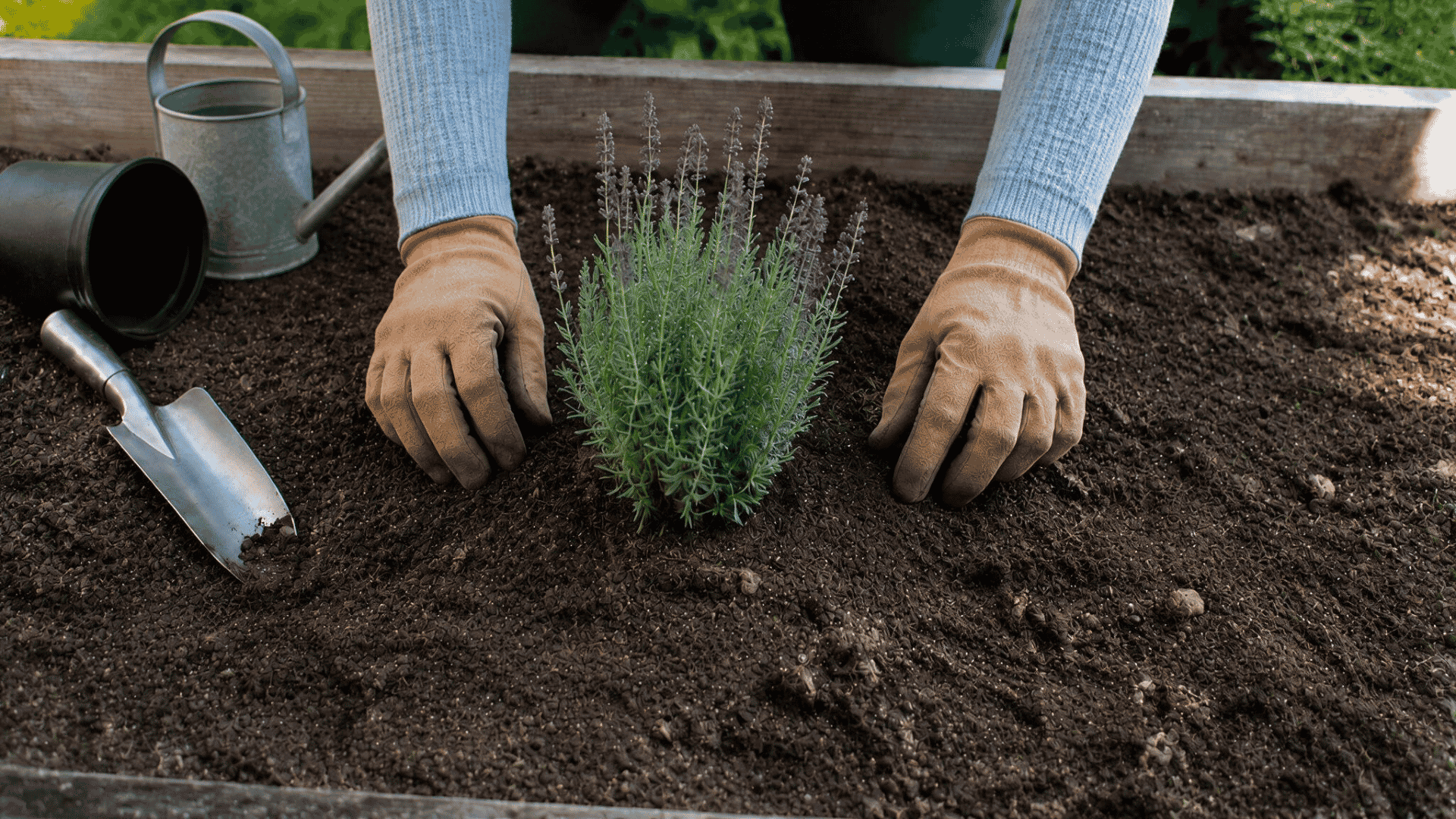 gardener firming soil around a lavender plant without burying the crown