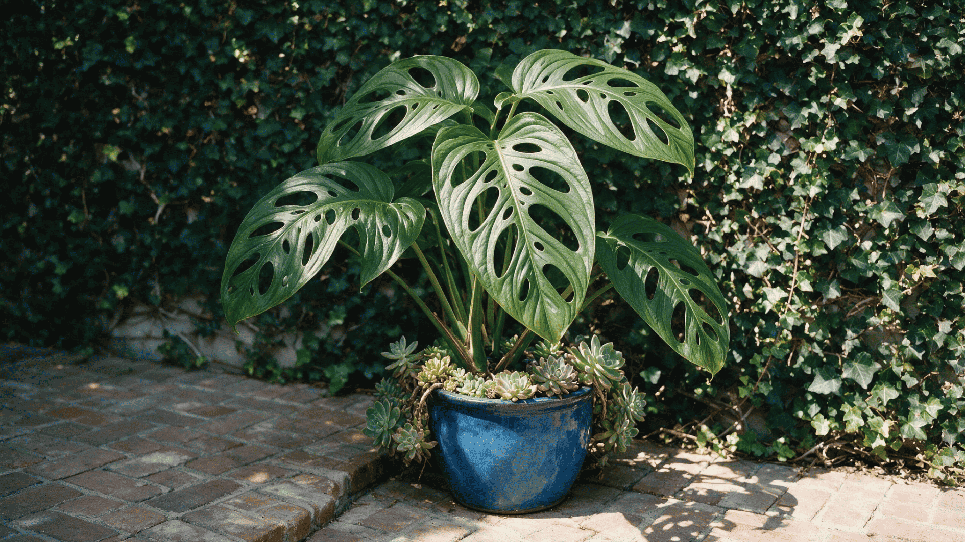 mature monstera plant with large split green leaves growing in a blue pot on a shaded brick patio