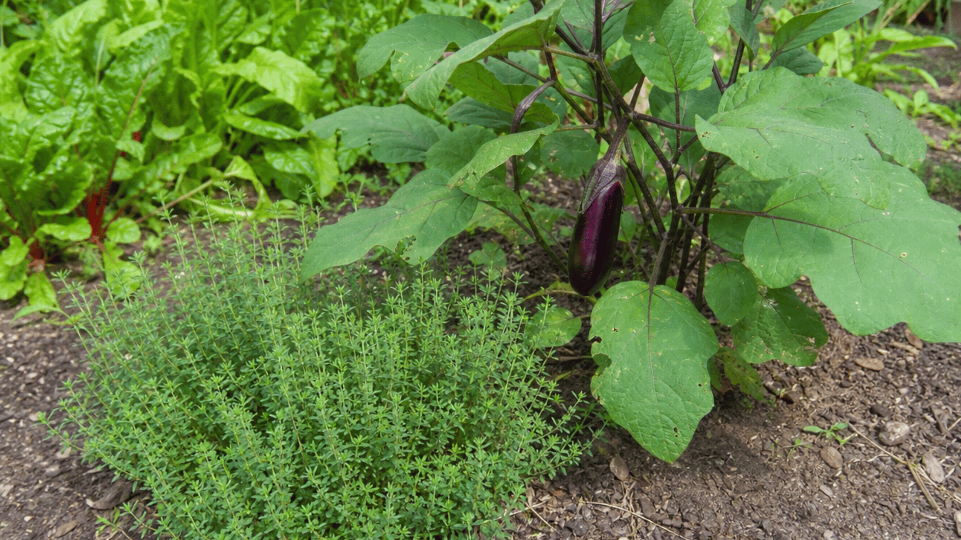 thyme growing beside eggplant in a warm backyard vegetable garden