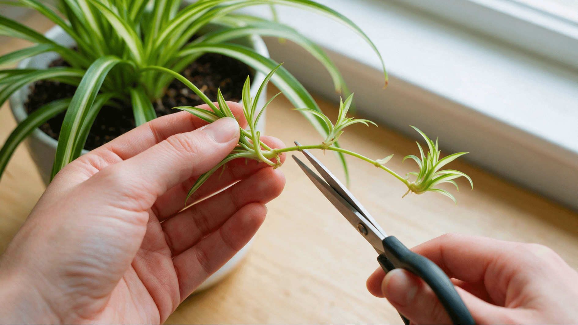 hands trimming a spider plant runner with scissors beside a potted spider plant near a bright window