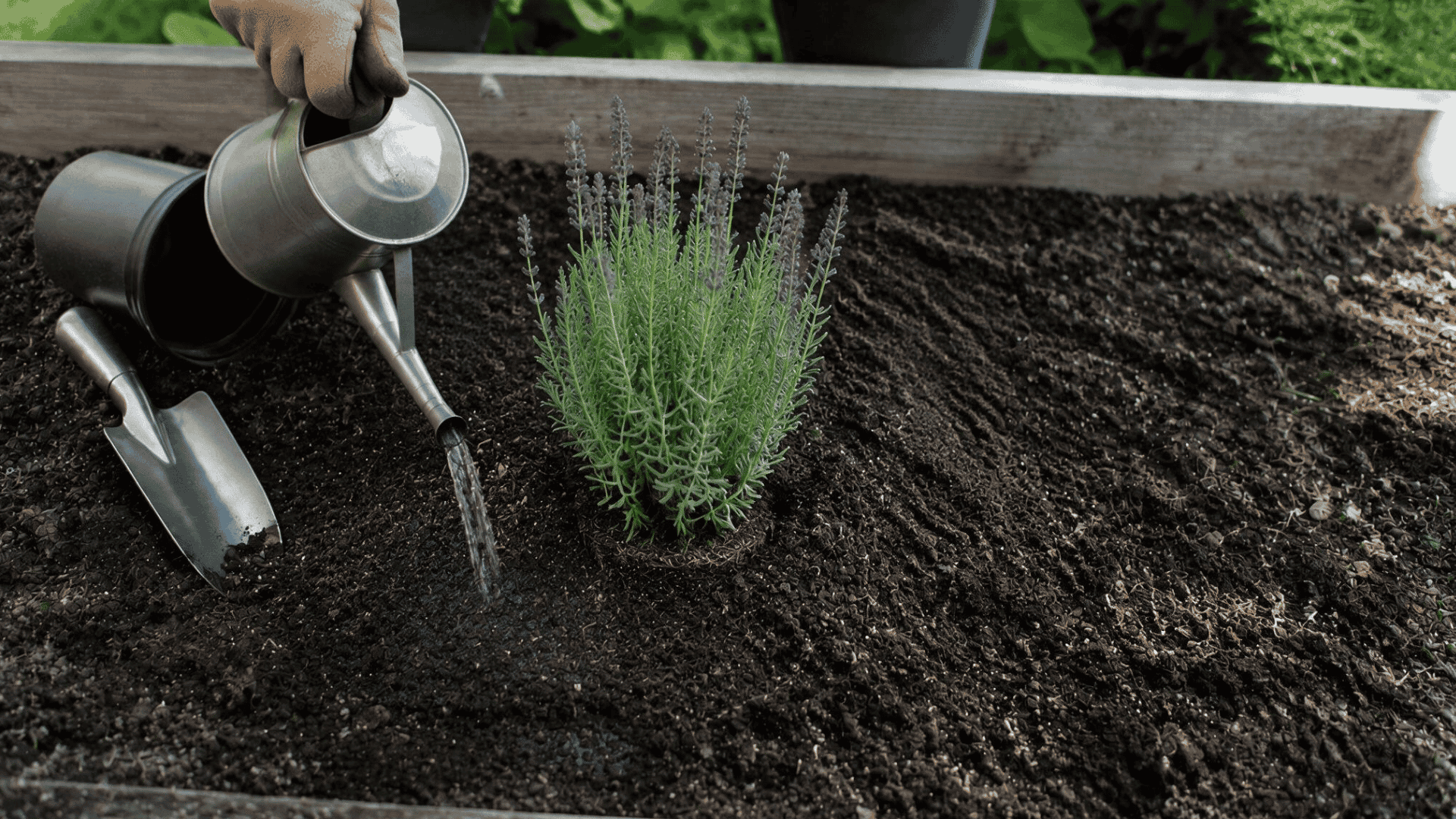 watering can pouring water at the base of a young lavender plant
