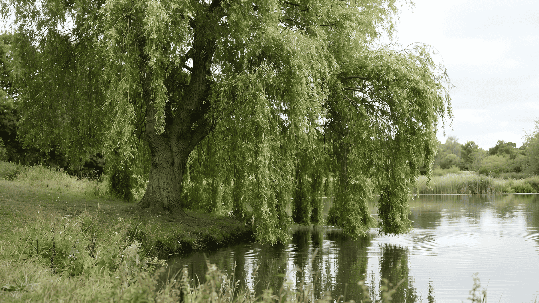 large weeping willow tree with long, drooping branches hanging over a still pond