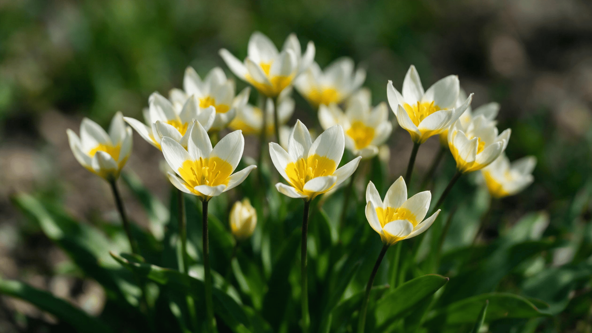 white tulips with bright yellow centers blooming among green leaves in a sunny spring garden setting