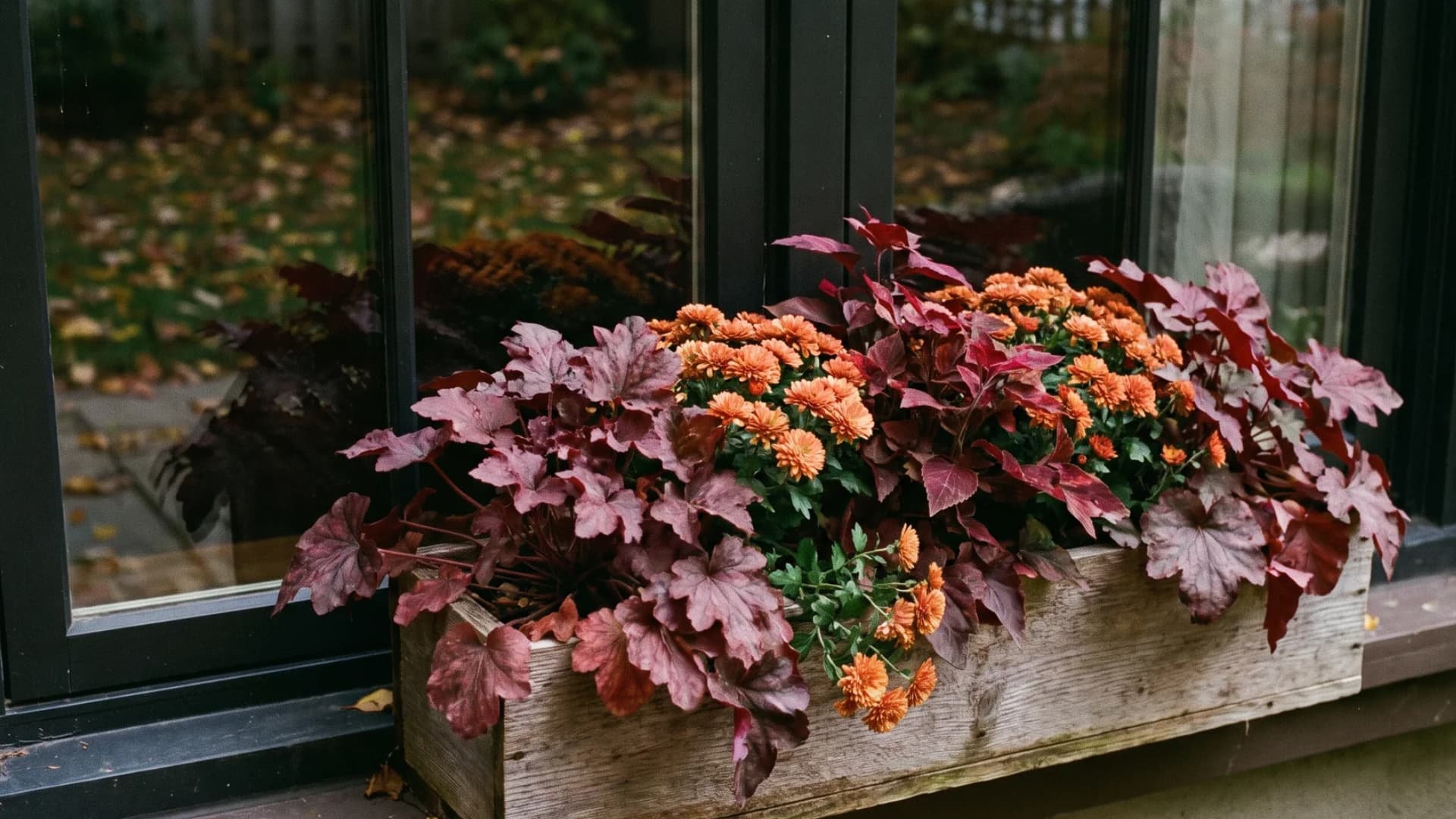 Burgundy heuchera with orange mums creating a rich fall window box display.