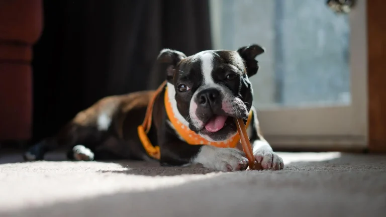 Boston Terrier with orange harness chewing on stick in sunlit indoor room
