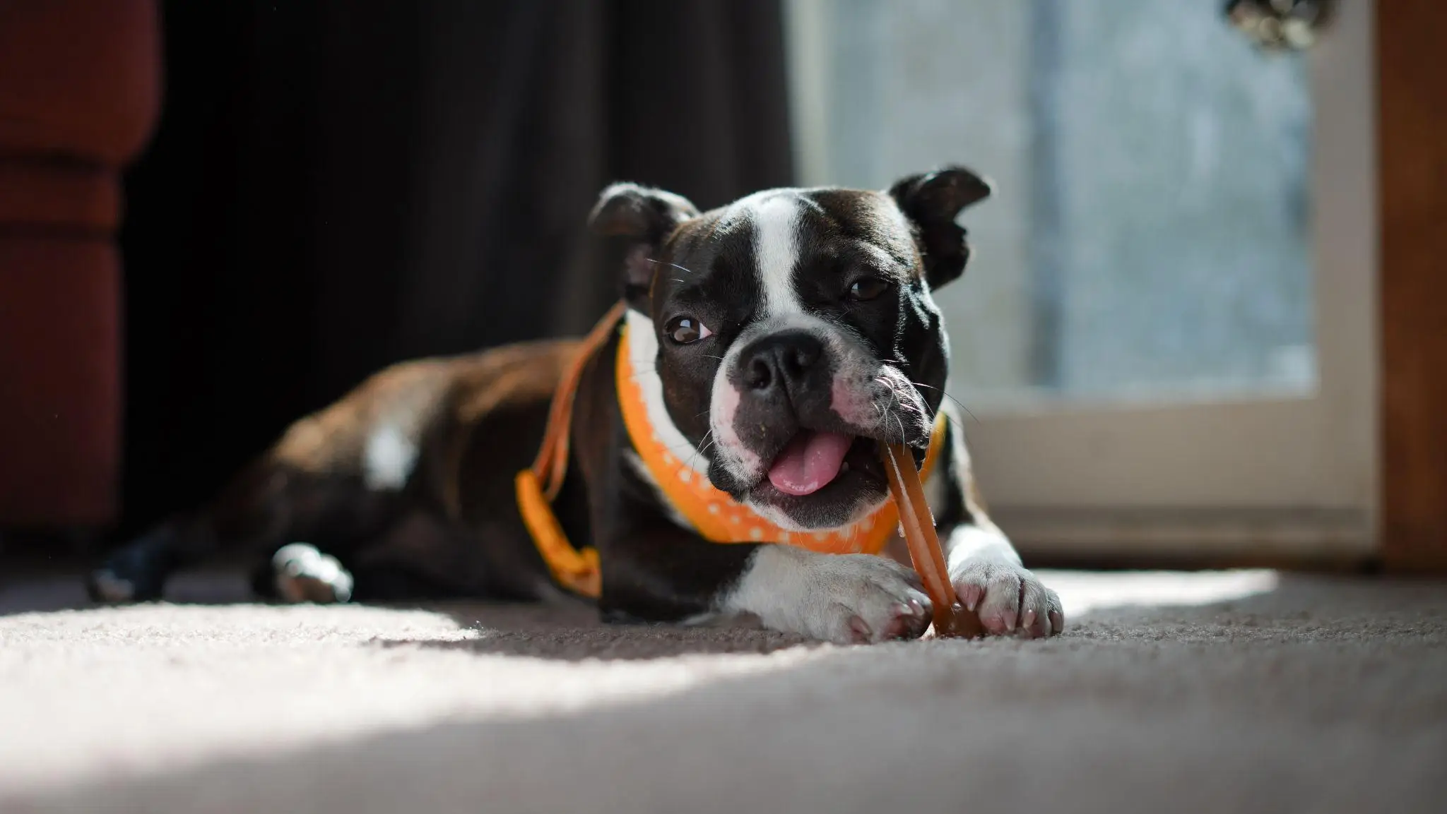 Boston Terrier with orange harness chewing on stick in sunlit indoor room